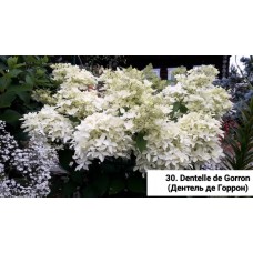 030. Гортензия метельчатая Dentelle dе Gorron (Дентель де Горрон) (Е)