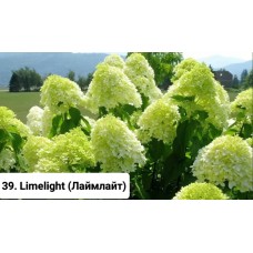 039. Гортензия метельчатая Limelight (Лаймлайт)