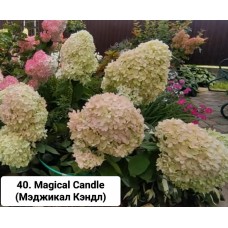 040. Гортензия метельчатая Magical Candle (Мэджикал Кэндл) (Е)