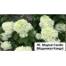 040. Гортензия метельчатая Magical Candle (Мэджикал Кэндл) (Е)