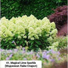 041. Гортензия метельчатая Magical Lime Sparkle (Мэджикал Лайм Спаркл) (Е)