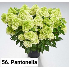 056. Гортензия метельчатая Pantonella (Пантонелла) (E)