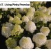 047. Гортензия метельчатая Living Pinky Promise