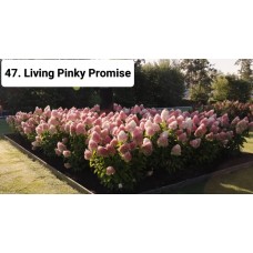 047. Гортензия метельчатая Living Pinky Promise