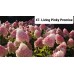047. Гортензия метельчатая Living Pinky Promise