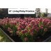 047. Гортензия метельчатая Living Pinky Promise