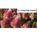 047. Гортензия метельчатая Living Pinky Promise