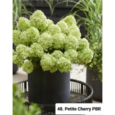 048. Гортензия метельчатая Petite Cherry PBR (Петит Черри) (Е)