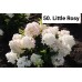 050. Гортензия метельчатая Little Rosy (Литтл Рози) (Е)