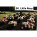 050. Гортензия метельчатая Little Rosy (Литтл Рози) (Е)