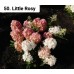 050. Гортензия метельчатая Little Rosy (Литтл Рози) (Е)