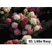 050. Гортензия метельчатая Little Rosy (Литтл Рози) (Е)