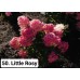 050. Гортензия метельчатая Little Rosy (Литтл Рози) (Е)