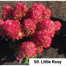 050. Гортензия метельчатая Little Rosy (Литтл Рози) (Е)