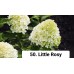 050. Гортензия метельчатая Little Rosy (Литтл Рози) (Е)