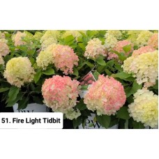 051. Гортензия метельчатая Fire Light Tidbit (Файер Лайт Тини Бит) (Е)