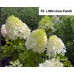 052. Гортензия метельчатая Little Lime Punch (Литтл Лайм Пунш) (Е)