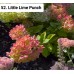 052. Гортензия метельчатая Little Lime Punch (Литтл Лайм Пунш) (Е)