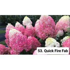 053. Гортензия метельчатая Quick Fire Fab (Квик Фаер Фаб) (Е)