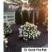 053. Гортензия метельчатая Quick Fire Fab (Квик Фаер Фаб) (Е)