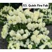 053. Гортензия метельчатая Quick Fire Fab (Квик Фаер Фаб) (Е)