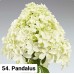 054. Гортензия метельчатая Pandalus (Пандалус) (E)