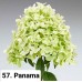 057. Гортензия метельчатая Panama (Панама) (E)