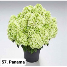 057. Гортензия метельчатая Panama (Панама) (E)
