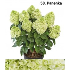 058. Гортензия метельчатая Panenka (Паненка) (E) 058. Гортензия метельчатая Panenka (Паненка) (E)