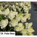 059. Гортензия метельчатая Polar Bear (Полярный медведь) (E)