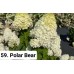 059. Гортензия метельчатая Polar Bear (Полярный медведь) (E)