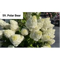 059. Гортензия метельчатая Polar Bear (Полярный медведь) (E)