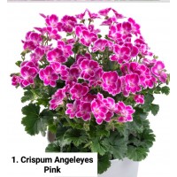 001. Пеларгония ангел Crispum Angeleyes Pink