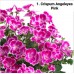 001. Пеларгония ангел Crispum Angeleyes Pink