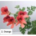 002. Пеларгония ангел PAC Orange
