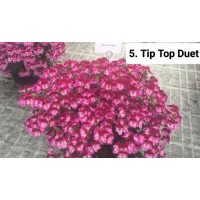005. Пеларгония ангел Tip Top Duet