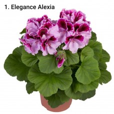 001. Пеларгония королевская Elegance Alexia