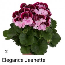002. Пеларгония королевская Elegance Jeanette