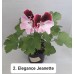 002. Пеларгония королевская Elegance Jeanette