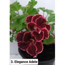 003. Пеларгония королевская Elegance Adele