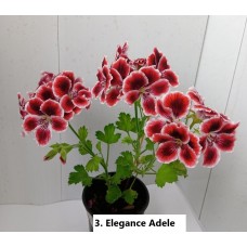 003. Пеларгония королевская Elegance Adele
