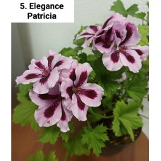 005. Пеларгония королевская Elegance Patricia
