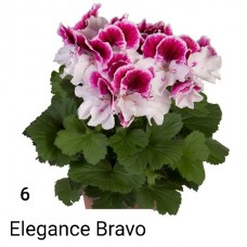 006. Пеларгония королевская Elegance Bravo