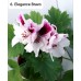 006. Пеларгония королевская Elegance Bravo