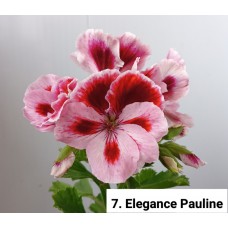 007. Пеларгония королевская Elegance Pauline