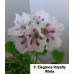 009. Пеларгония королевская Elegance Royalty White 