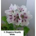 009. Пеларгония королевская Elegance Royalty White 