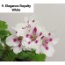 009. Пеларгония королевская Elegance Royalty White 