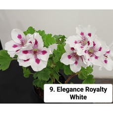 009. Пеларгония королевская Elegance Royalty White 