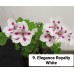 009. Пеларгония королевская Elegance Royalty White 